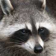 arbuz-Moscow77.store